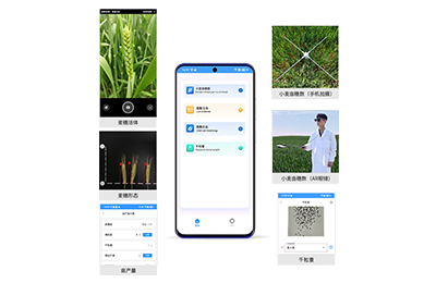 安徽小麦亩穗数分析仪IN-XM02